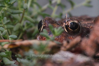  red frog - grenouille rousse 24
