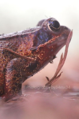  red frog - grenouille rousse 27