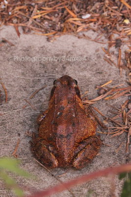  red frog - grenouille rousse 28