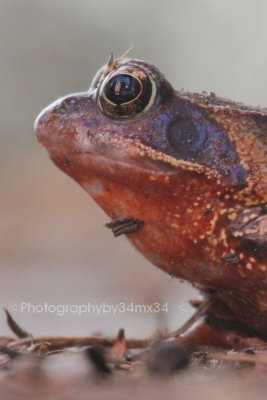 last update 02/02/15 2015 red frog - grenouille rousse - rana temporaria (16 ph )