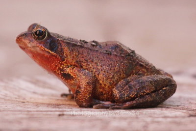  red frog - grenouille rousse 30