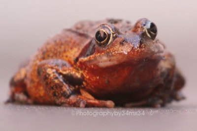  red frog - grenouille rousse 32
