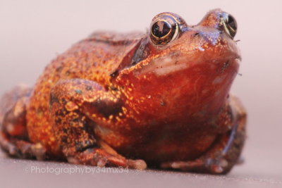  red frog - grenouille rousse 33