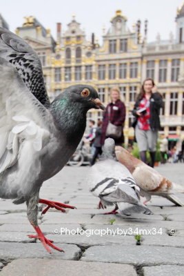 36 Pigeons at the Grand Place