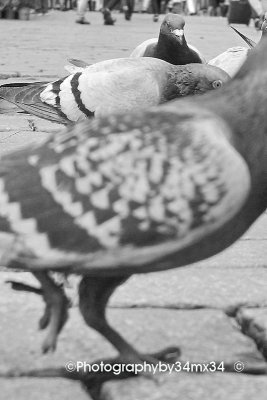 37 Pigeons at the Grand Place