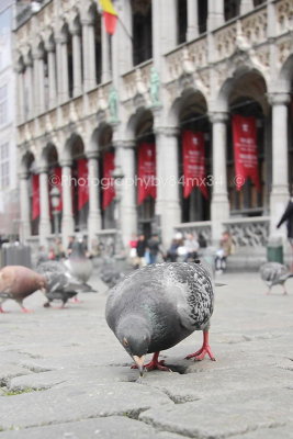 38 Pigeons at the Grand Place