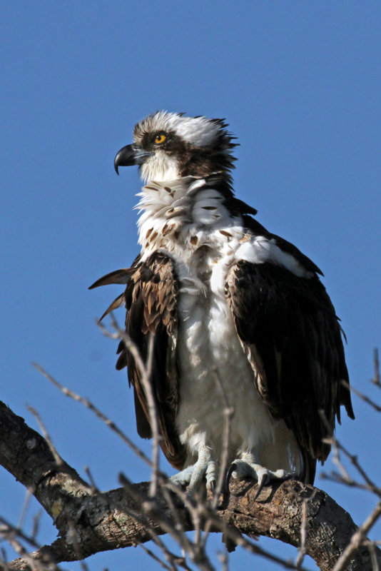 IMG_4731 Osprey.jpg