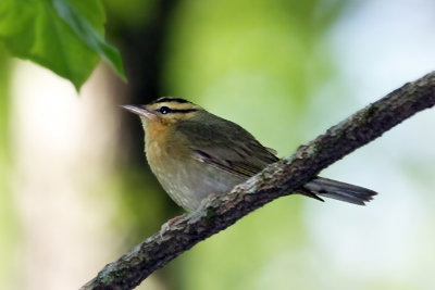 IMG_5732a Worm-eating Warbler.jpg