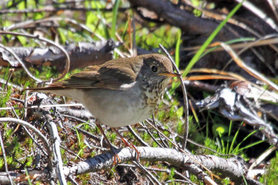 IMG_7117 Bicknell's Thrush.jpg