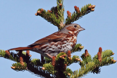 IMG_7013 Fox Sparrow .jpg