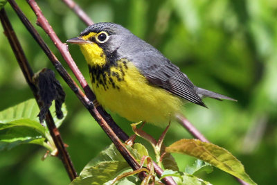 IMG_6580 Canada Warbler male.jpg