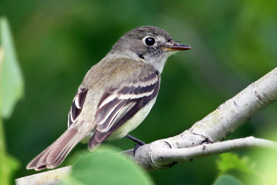 IMG_7490 Least Flycatcher.jpg