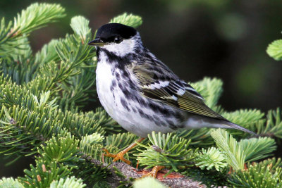 IMG_9203 Blackpoll Warbler.jpg