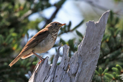 IMG_9219 Bicknell's Thrush.jpg