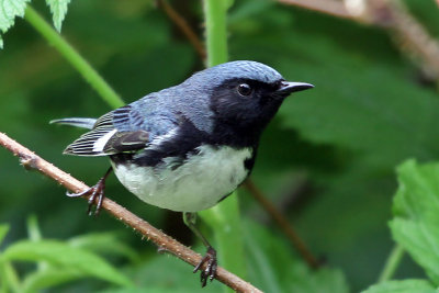 IMG_9697 Black-throated Blue Warbler male.jpg