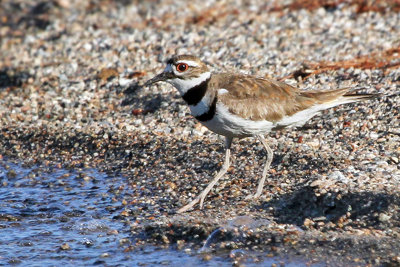 IMG_0381 Killdeer.jpg