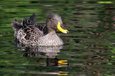IMG_0643 African Yellow-billed Duck.jpg