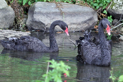 IMG_0790 Black Swan.jpg