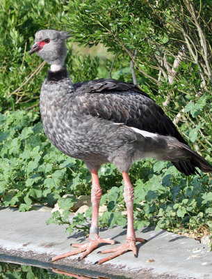 IMG_0719r Crested Screamer.jpg