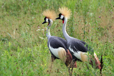 IMG_0898 Grey-crowned Crane.jpg