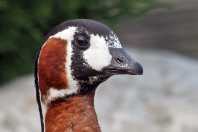 IMG_0758 Red-breasted Goose.jpg