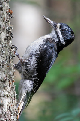 IMG_1218 Black-backed Woodpecker female.jpg