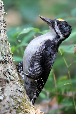 IMG_1239 Black-backed Woodpecker male.jpg