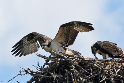 IMG_1394 Osprey.jpg