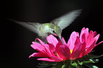 IMG_2656 Ruby-throated  Hummingbird female.jpg
