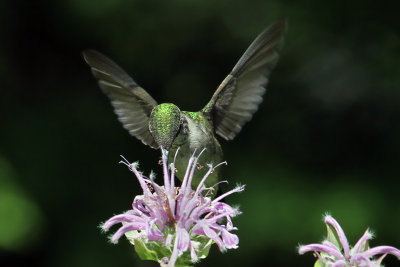 IMG_3518 Ruby-throated   Hummingbird female.jpg
