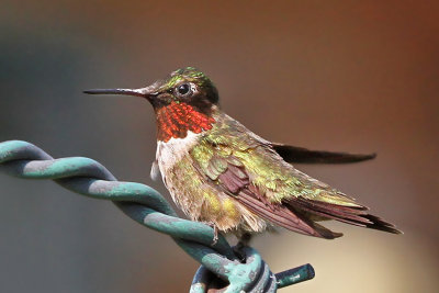 IMG_4314 Ruby-throated Hummingbird.jpg