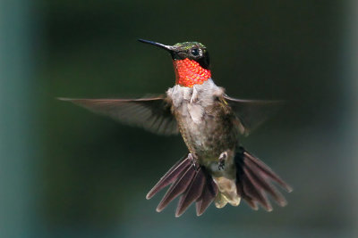 IMG_4298 Ruby-throated Hummingbird.jpg