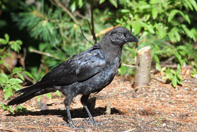 IMG_4469 American Crow.jpg