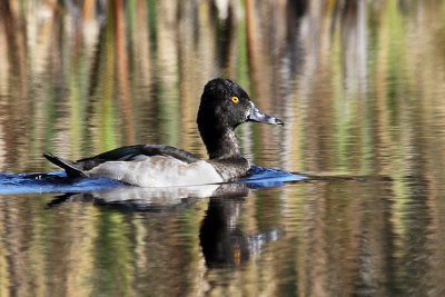 IMG_5514 Ring-necked Duck male.jpg