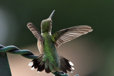 IMG_3357 Ruby-throated Hummingbird female.jpg