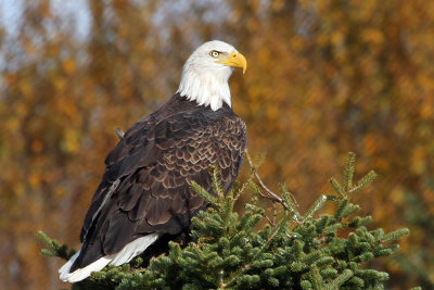 IMG_5931 Bald Eagle.jpg