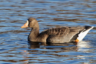 IMG_6434 Greater White-fronted Goose.jpg