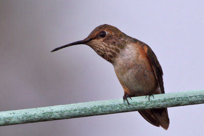 IMG_4943a Allen's Hummingbird female.jpg