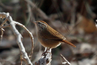 IMG_8921a Sinaloa Wren.jpg