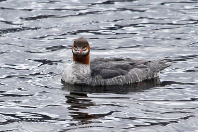 IMG_6604a Common Merganser.jpg