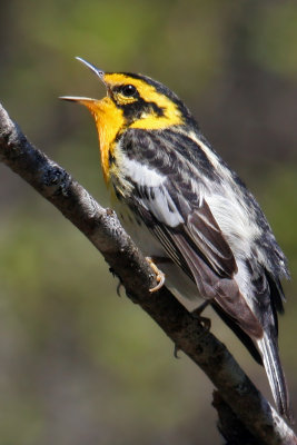 IMG_8675a Blackburnian Warbler male.jpg