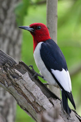 IMG_1085b Red-headed Woodpecker.jpg