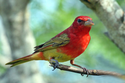 IMG_0791a Summer Tanager imm male.jpg