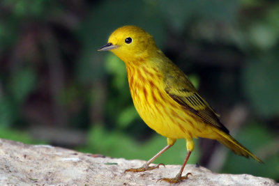 IMG_3473a Yellow Warbler male.jpg