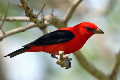IMG_2039a Scarlet Tanager.jpg