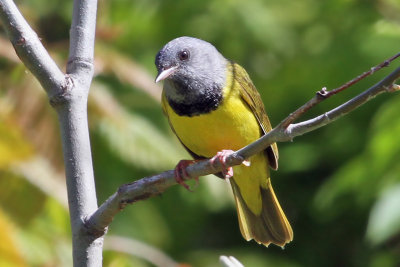 IMG_5316a Mourning Warbler.jpg