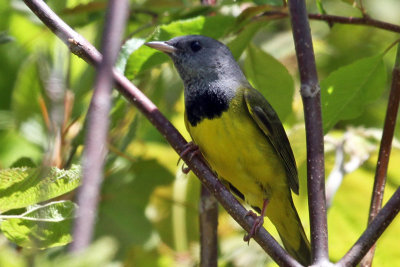 IMG_5513a Mourning Warbler.jpg