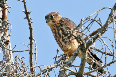 IMG_7207 Merlin.jpg