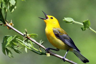 IMG_3839 Prothonotary Warbler male.jpg
