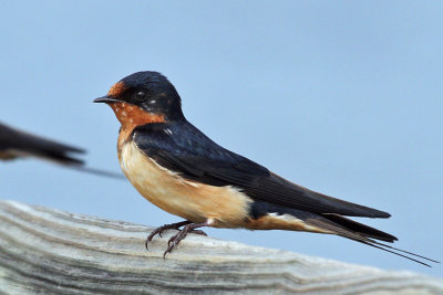 IMG_3190 Barn Swallow female.jpg